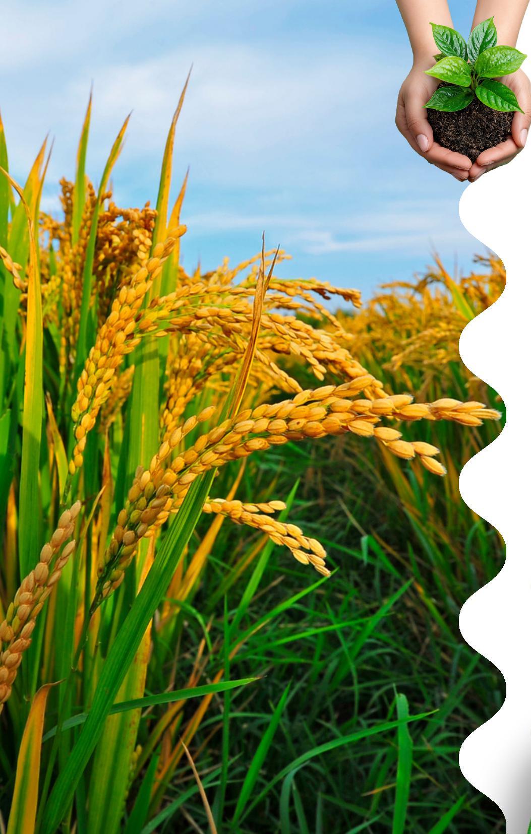 Agriculture background